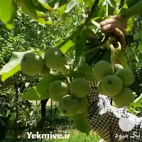 نهال گردو کانادایی در تهران در گروه خرید و فروش نهال گردو در یکمیوه