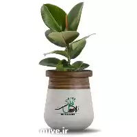 قیمت خرید عمده گل فیکوس در ارومیه در گروه خرید و فروش گیاهان زینتی در یکمیوه