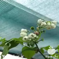 نهال بلوبری میوه دار با کیفیت در مازندران