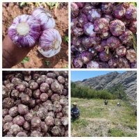 سیر قرمز بشاگرد در گروه خرید و فروش سیر در یکمیوه