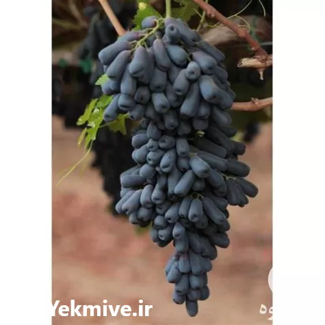 خرید نهال انگور موندراپ امریکایی شرکت در آذربایجان غربی در گروه خرید و فروش نهال انگور در یکمیوه -عکس1