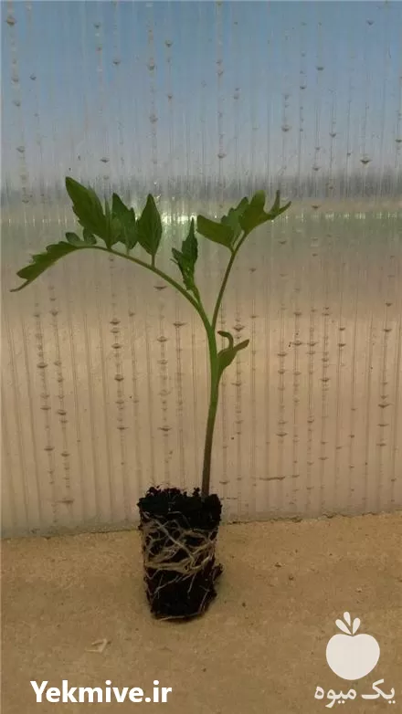 قیمت خرید نشاء فلفل دلمه در خراسان رضوی در گروه خرید و فروش نشا در یکمیوه -عکس1