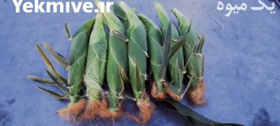بلال مکزیکی و معمولی در خوزستان در گروه خرید و فروش ذرت در یکمیوه -عکس1