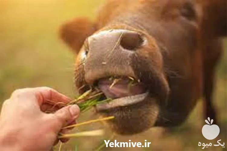 آموزش جیره نویسی به صورت جامع در تهران در گروه دوره آموزش کشاورزی در یکمیوه -عکس1