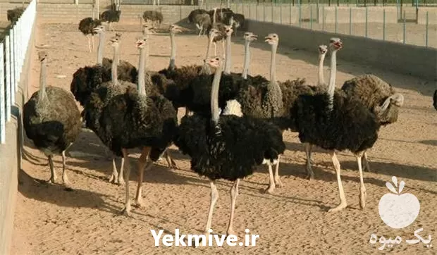 تا صد دوره آموزشی پرورش شترمرغ در تهران در گروه دوره آموزش کشاورزی در یکمیوه -عکس1