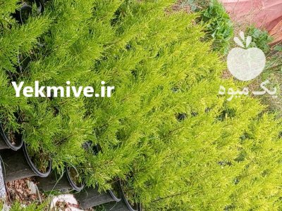 فروش کاج لاوسون در تنکابن در گروه خرید و فروش گیاهان زینتی در یکمیوه -عکس1