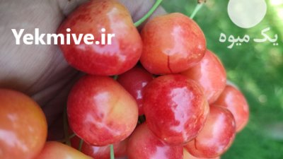 فروش گیلاس رقم آزادی در فلاورجان در گروه خرید و فروش گیلاس در یکمیوه -عکس1