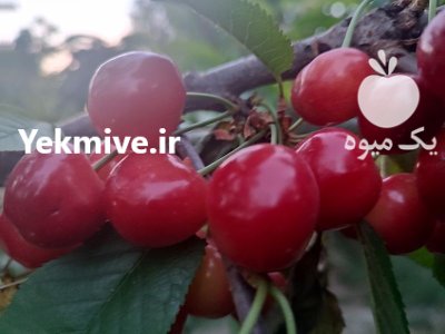 فروش گیلاس رقم آزادی در فلاورجان در گروه خرید و فروش گیلاس در یکمیوه -عکس2