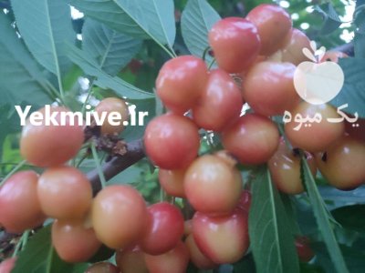 فروش گیلاس رقم آزادی در فلاورجان در گروه خرید و فروش گیلاس در یکمیوه -عکس3