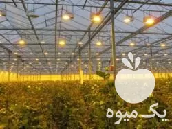 قیمت خرید شید ذخیره انرژی در تهران در گروه خرید و فروش توری گلخانه در یکمیوه -عکس1