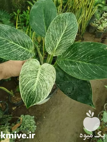 انواع گل در مازندران در گروه خرید و فروش گیاهان زینتی در یکمیوه -عکس1