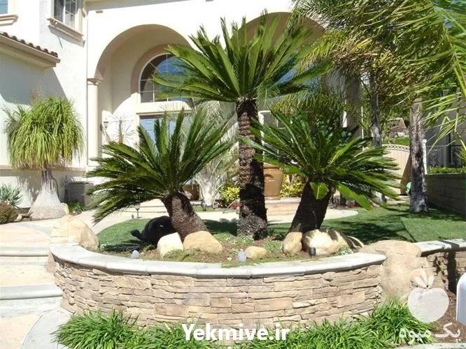 فضای سبز حیاط در باغ گل در گروه خدمات باغبانی در یکمیوه -عکس1