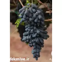 خرید نهال انگور موندراپ امریکایی شرکت در آذربایجان غربی در گروه خرید و فروش نهال انگور در یکمیوه