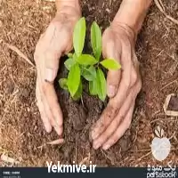 آموزش پرورش گیاهان آپارتمانی در تهران در گروه دوره آموزش کشاورزی در یکمیوه