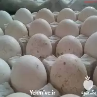 فروش تخم نطفه دار بو قلمون در قم در گروه انواع تخم ها در یکمیوه