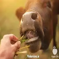 آموزش جیره نویسی به صورت جامع در تهران در گروه دوره آموزش کشاورزی در یکمیوه