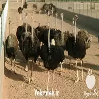 تا صد دوره آموزشی پرورش شترمرغ در تهران در گروه دوره آموزش کشاورزی در یکمیوه