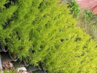 فروش کاج لاوسون در تنکابن در گروه خرید و فروش گیاهان زینتی در یکمیوه