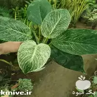 انواع گل در مازندران در گروه خرید و فروش گیاهان زینتی در یکمیوه