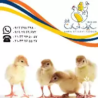 آگهی مشابه جوجه یکروزه بیوتی گوشتی در تهران در گروه مرغ و خروس و بوقلمون و اردک قو قاز در یکمیوه