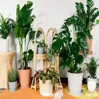 دوره آموزشی در تهران در گروه دوره آموزش کشاورزی در یکمیوه