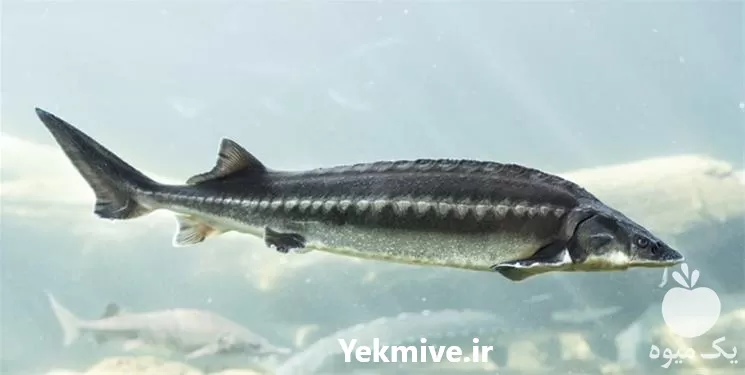 دوره آموزشی پرورش ماهی های خاویاری در گروه دوره آموزش کشاورزی در یکمیوه -عکس1