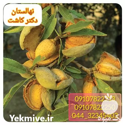 قیمت خرید عمده نهال بادام کاغذی در اصفهان در گروه خرید و فروش نهال بادام در یکمیوه -عکس1