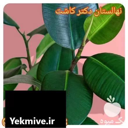 فروش عمده گل فیکوس در اصفهان در گروه خرید و فروش گیاهان زینتی در یکمیوه -عکس1