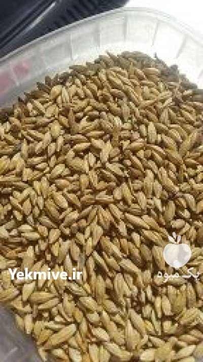 فروش جو محلی در تهران در گروه خرید و فروش گندم و جو در یکمیوه -عکس1