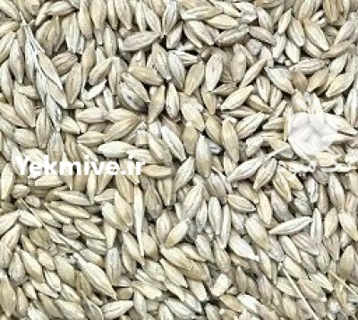 فروش جو محلی در تهران در گروه خرید و فروش گندم و جو در یکمیوه -عکس2