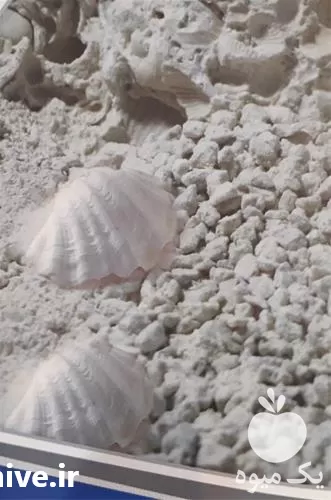 قیمت خرید قیمت پودر صدف معدنی در تهران در گروه خوراک دام و طیور در یکمیوه -عکس1