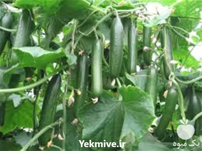 خرید بذر خیار گلخانه ای قیمت بذر در گروه خرید و فروش بذر خیار در یکمیوه -عکس1