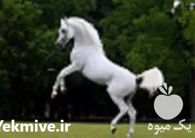 آموزش پرورش اسب یک روزه در تهران در گروه دوره آموزش کشاورزی در یکمیوه -عکس1