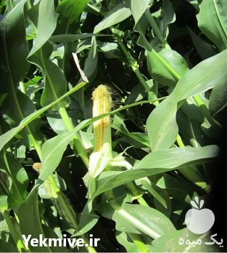 قیمت خرید بذر ذرت ماسیل در گروه خرید و فروش بذر ذرت در یکمیوه -عکس1