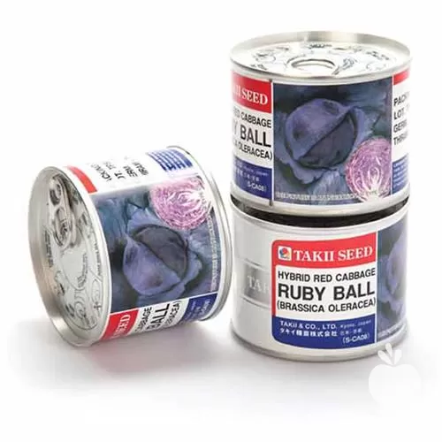 بذر کلم برگ قرمز هیبرید روبی در تهران در گروه خرید و فروش انواع بذر در یکمیوه -عکس1