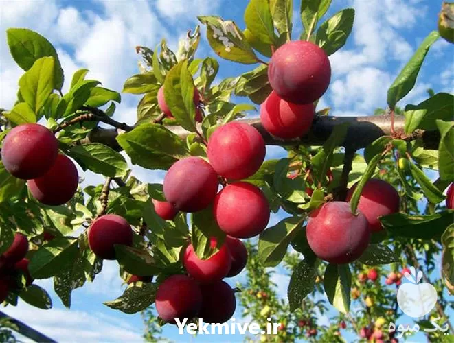 خرید نهال آلو شابلون نهال آلو در خراسان رضوی در گروه خرید و فروش نهال در یکمیوه -عکس1