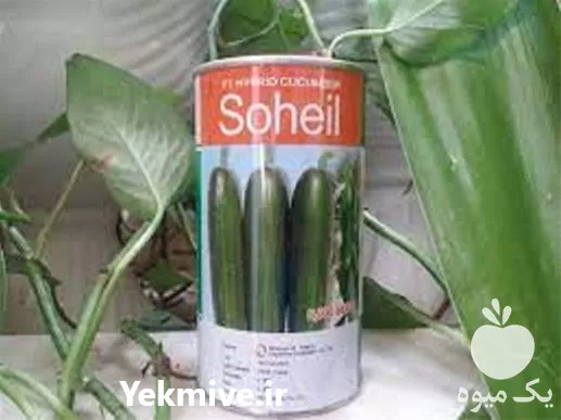 بذر خیار سهیل  با قیمت مناسب در زنجان در گروه خرید و فروش بذر خیار در یکمیوه -عکس1