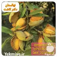 قیمت خرید عمده نهال بادام کاغذی در اصفهان در گروه خرید و فروش نهال بادام در یکمیوه