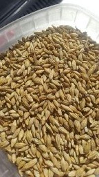 فروش جو محلی در تهران در گروه خرید و فروش گندم و جو در یکمیوه