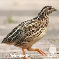 پرورش تخصصی صفر تا صد بلدرچین در تهران در گروه دوره آموزش کشاورزی در یکمیوه