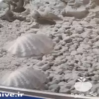 قیمت خرید قیمت پودر صدف معدنی در تهران در گروه خوراک دام و طیور در یکمیوه