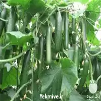 خرید بذر خیار گلخانه ای قیمت بذر در گروه خرید و فروش بذر خیار در یکمیوه