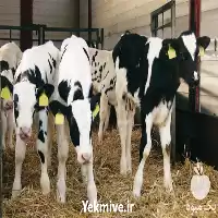 دوره آموزش پرورش دام در تهران در گروه دوره آموزش کشاورزی در یکمیوه