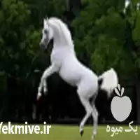 آموزش پرورش اسب یک روزه در تهران در گروه دوره آموزش کشاورزی در یکمیوه