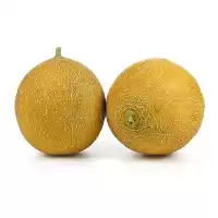 خرید بذر ملون و الر باسف المان در تهران در گروه خرید و فروش بذر خربزه در یکمیوه