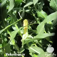 قیمت خرید بذر ذرت ماسیل در گروه خرید و فروش بذر ذرت در یکمیوه