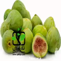 خرید نهال انجیر زرد پیازی در گروه خرید و فروش نهال در یکمیوه