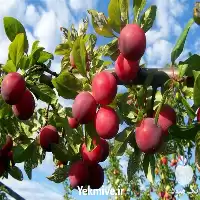 خرید نهال آلو شابلون نهال آلو در خراسان رضوی در گروه خرید و فروش نهال در یکمیوه