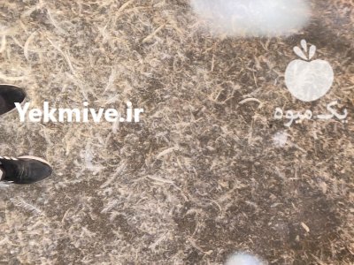 فروش کود مرغی در کرمانشاه در گروه خرید و فروش کود مرغی در یکمیوه -عکس1