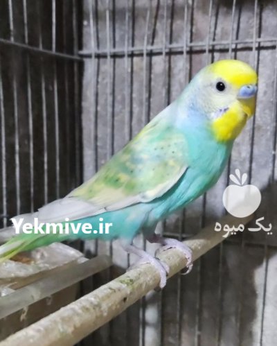 مرغ عشق اسپانگل و رینبو در تهران در گروه خرید و فروش انواع پرنده در یکمیوه -عکس1